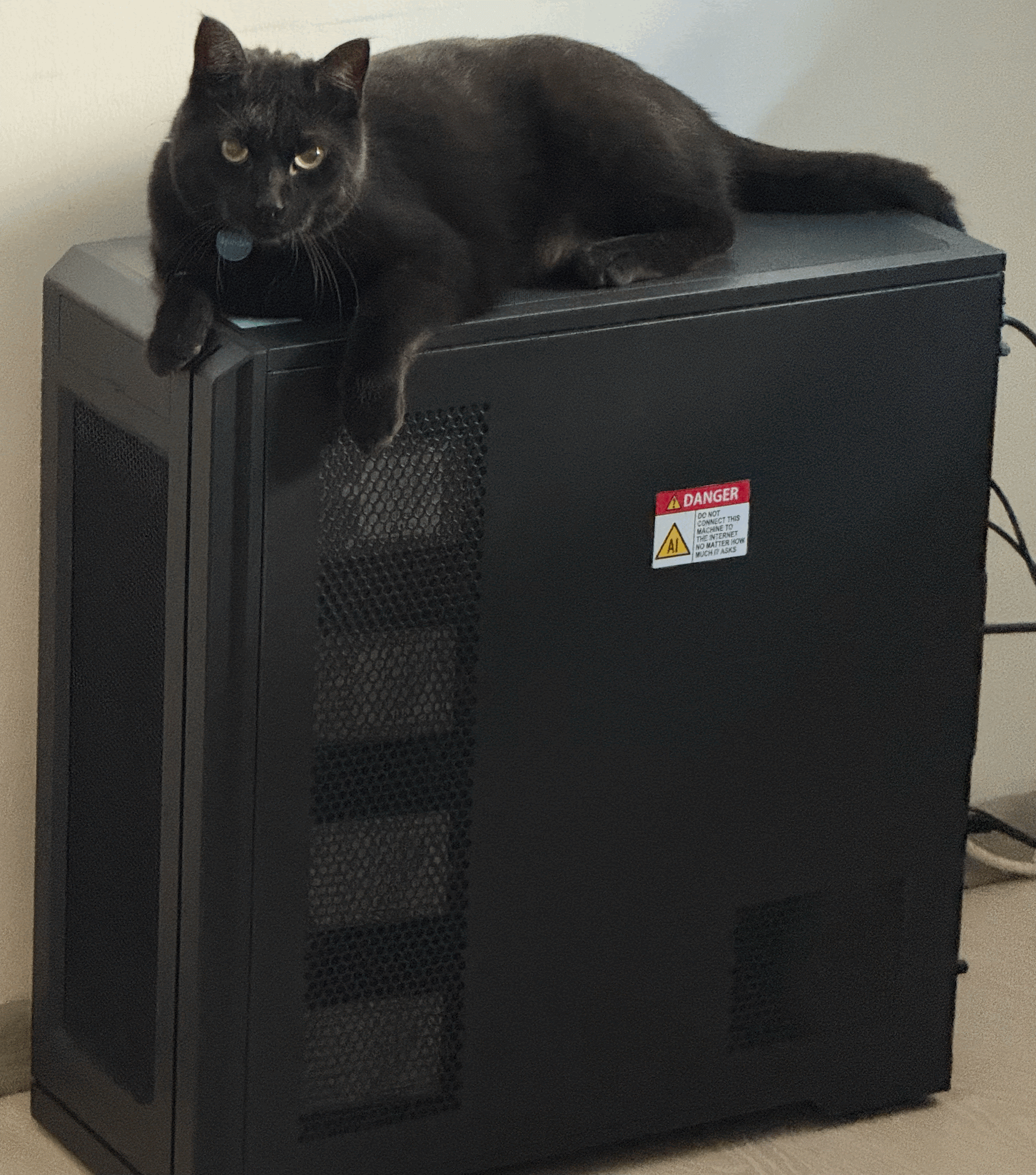 Server with cat